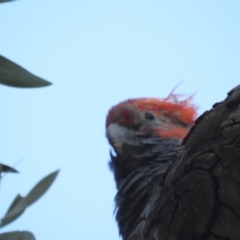 Callocephalon fimbriatum at Acton, ACT - 24 Jan 2020