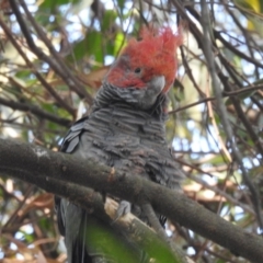 Callocephalon fimbriatum at Acton, ACT - 24 Jan 2020