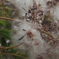 Clematis leptophylla (Small-leaf Clematis, Old Man's Beard) at Gigerline Nature Reserve - 15 Dec 2019 by michaelb