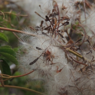 Clematis leptophylla (Small-leaf Clematis, Old Man's Beard) at Gigerline Nature Reserve - 15 Dec 2019 by michaelb