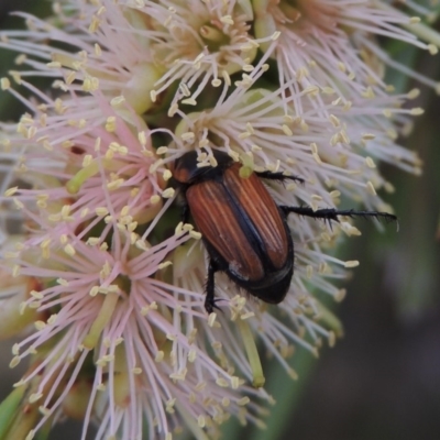 Phyllotocus marginipennis (Nectar scarab) at Gigerline Nature Reserve - 15 Dec 2019 by michaelb