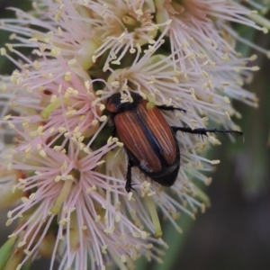 Phyllotocus marginipennis at Tennent, ACT - 15 Dec 2019