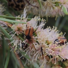 Phyllotocus marginipennis at Tennent, ACT - 15 Dec 2019