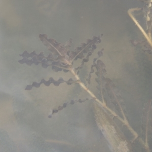 Potamogeton crispus at Tennent, ACT - 15 Dec 2019 07:18 PM