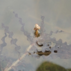 Potamogeton crispus at Tennent, ACT - 15 Dec 2019 07:18 PM