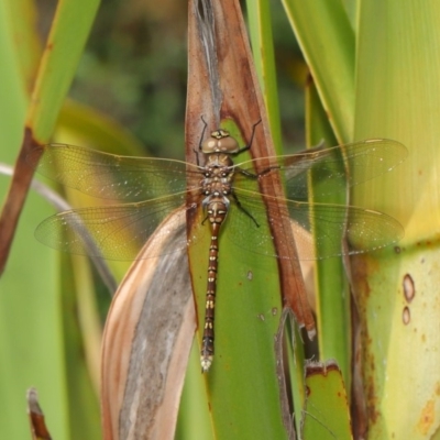 Adversaeschna brevistyla (Blue-spotted Hawker) at ANBG - 15 Jan 2020 by TimL