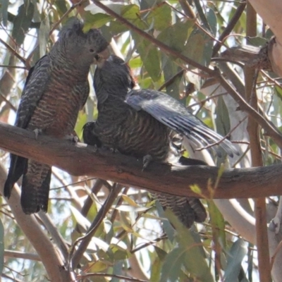 Callocephalon fimbriatum (Gang-gang Cockatoo) at Hughes, ACT - 25 Jan 2020 by JackyF