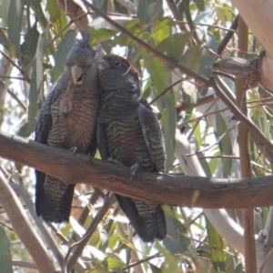 Callocephalon fimbriatum at Hughes, ACT - suppressed