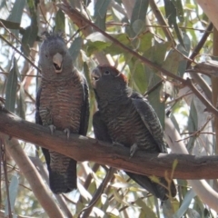 Callocephalon fimbriatum at Hughes, ACT - 25 Jan 2020