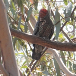 Callocephalon fimbriatum at Hughes, ACT - 25 Jan 2020