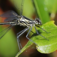 Austroargiolestes icteromelas (Common Flatwing) at Acton, ACT - 15 Jan 2020 by TimL