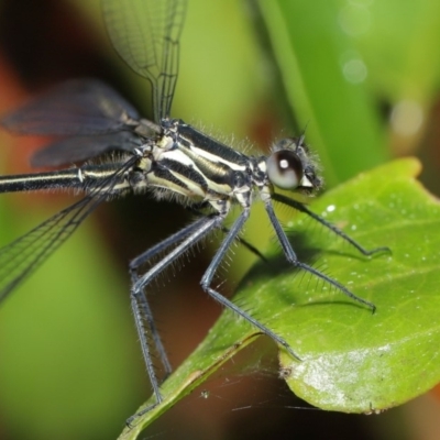 Austroargiolestes icteromelas (Common Flatwing) at Acton, ACT - 16 Jan 2020 by TimL