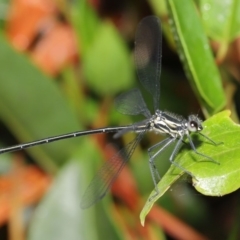 Austroargiolestes icteromelas at Acton, ACT - 16 Jan 2020