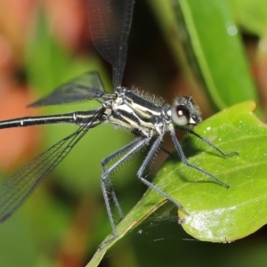 Austroargiolestes icteromelas at Acton, ACT - 16 Jan 2020