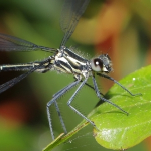 Austroargiolestes icteromelas at Acton, ACT - 16 Jan 2020