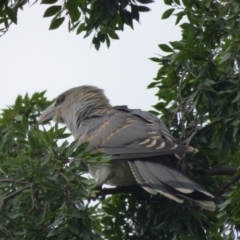Scythrops novaehollandiae (Channel-billed Cuckoo) at Bega, NSW - 24 Jan 2020 by Jackie Lambert