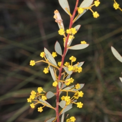 Acacia buxifolia subsp. buxifolia (Box-leaf Wattle) at Acton, ACT - 23 Aug 2019 by PeteWoodall