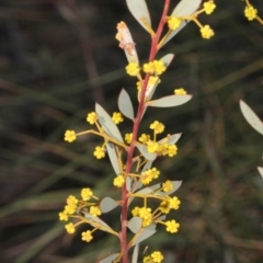 Acacia buxifolia subsp. buxifolia (Box-leaf Wattle) at Acton, ACT - 22 Aug 2019 by PeteWoodall