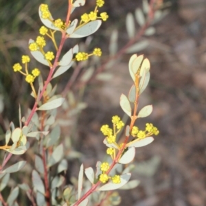 Acacia buxifolia subsp. buxifolia at Acton, ACT - 23 Aug 2019