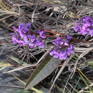 Hardenbergia violacea at Acton, ACT - 23 Aug 2019