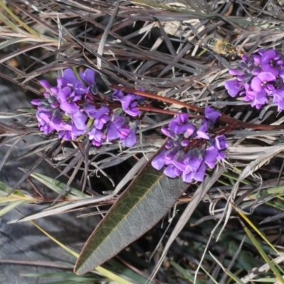 Hardenbergia violacea (False Sarsaparilla) at Acton, ACT - 22 Aug 2019 by PeteWoodall