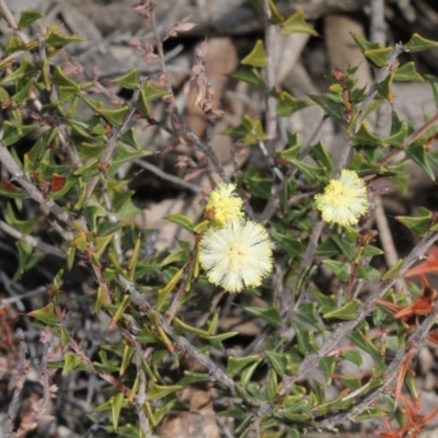Acacia gunnii (Ploughshare Wattle) at Acton, ACT - 22 Aug 2019 by PeteWoodall