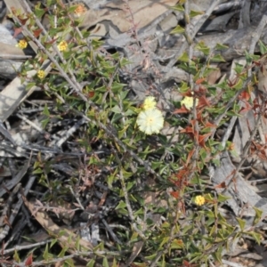 Acacia gunnii at Acton, ACT - 23 Aug 2019 09:57 AM