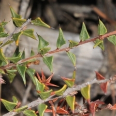 Acacia gunnii at Acton, ACT - 23 Aug 2019 09:57 AM