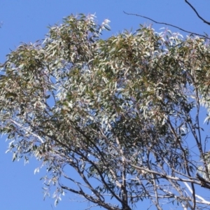 Eucalyptus macrorhyncha at Acton, ACT - 23 Aug 2019