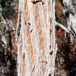Eucalyptus macrorhyncha at Acton, ACT - 23 Aug 2019