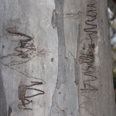 Eucalyptus rossii (Inland Scribbly Gum) at Acton, ACT - 23 Aug 2019 by PeteWoodall