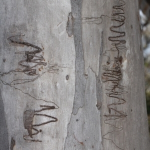 Eucalyptus rossii at Acton, ACT - 23 Aug 2019