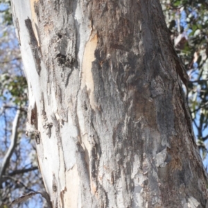 Eucalyptus polyanthemos at Acton, ACT - 23 Aug 2019