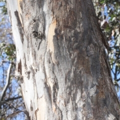 Eucalyptus polyanthemos (Red Box) at Acton, ACT - 23 Aug 2019 by PeteWoodall