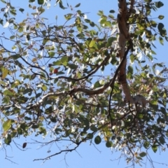 Eucalyptus polyanthemos at Acton, ACT - 23 Aug 2019