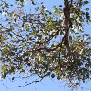 Eucalyptus polyanthemos at Acton, ACT - 23 Aug 2019