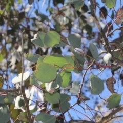 Eucalyptus polyanthemos at Acton, ACT - 23 Aug 2019 10:23 AM