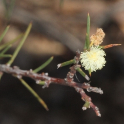 Acacia genistifolia (Early Wattle) at ANBG - 23 Aug 2019 by PeteWoodall