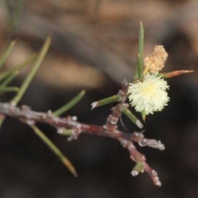 Acacia genistifolia (Early Wattle) at Acton, ACT - 23 Aug 2019 by PeteWoodall
