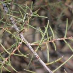 Acacia genistifolia at Acton, ACT - 23 Aug 2019