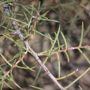 Acacia genistifolia at Acton, ACT - 23 Aug 2019 10:23 AM