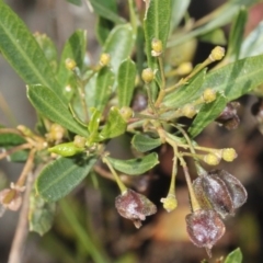 Dodonaea viscosa subsp. spatulata (Broad-leaved Hop Bush) at Acton, ACT - 23 Aug 2019 by PeteWoodall