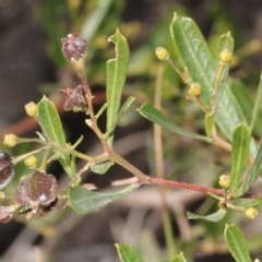 Dodonaea viscosa subsp. spatulata at Acton, ACT - 23 Aug 2019 10:40 AM