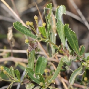 Dodonaea viscosa subsp. spatulata at Acton, ACT - 23 Aug 2019
