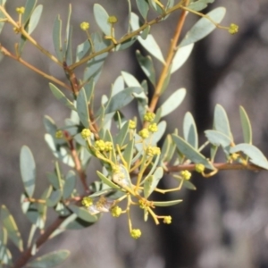 Acacia buxifolia subsp. buxifolia at Acton, ACT - 23 Aug 2019 10:52 AM