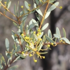 Acacia buxifolia subsp. buxifolia (Box-leaf Wattle) at Acton, ACT - 23 Aug 2019 by PeteWoodall