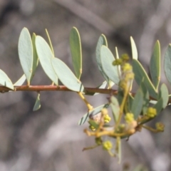 Acacia buxifolia subsp. buxifolia at Acton, ACT - 23 Aug 2019