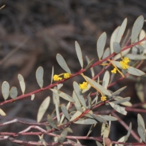 Acacia buxifolia subsp. buxifolia at Acton, ACT - 23 Aug 2019