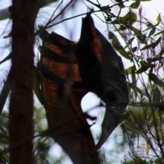 Pteropus poliocephalus (Grey-headed Flying-fox) at Moruya, NSW - 24 Jan 2020 by LisaH