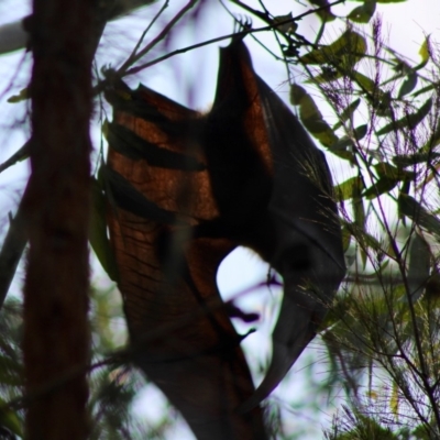 Pteropus poliocephalus (Grey-headed Flying-fox) at Broulee Moruya Nature Observation Area - 24 Jan 2020 by LisaH